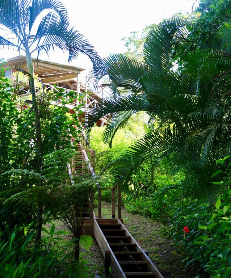 Eden Jungle Lodge Bocas del Toro Exteriér fotografie