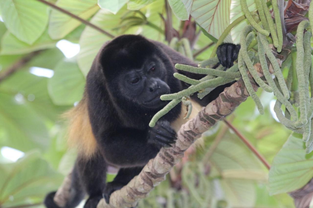 Eden Jungle Lodge Bocas del Toro Exteriér fotografie