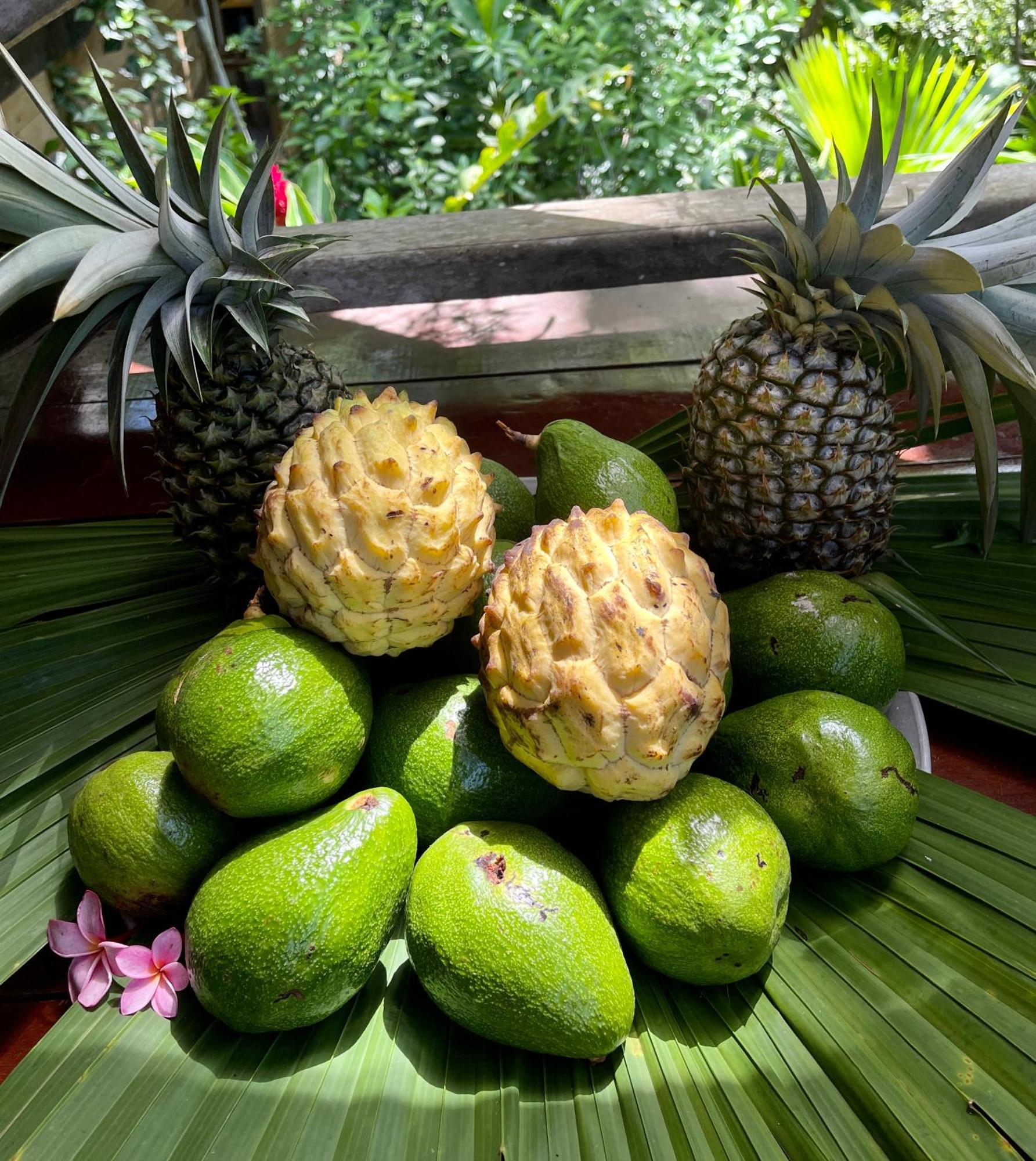 Eden Jungle Lodge Bocas del Toro Exteriér fotografie
