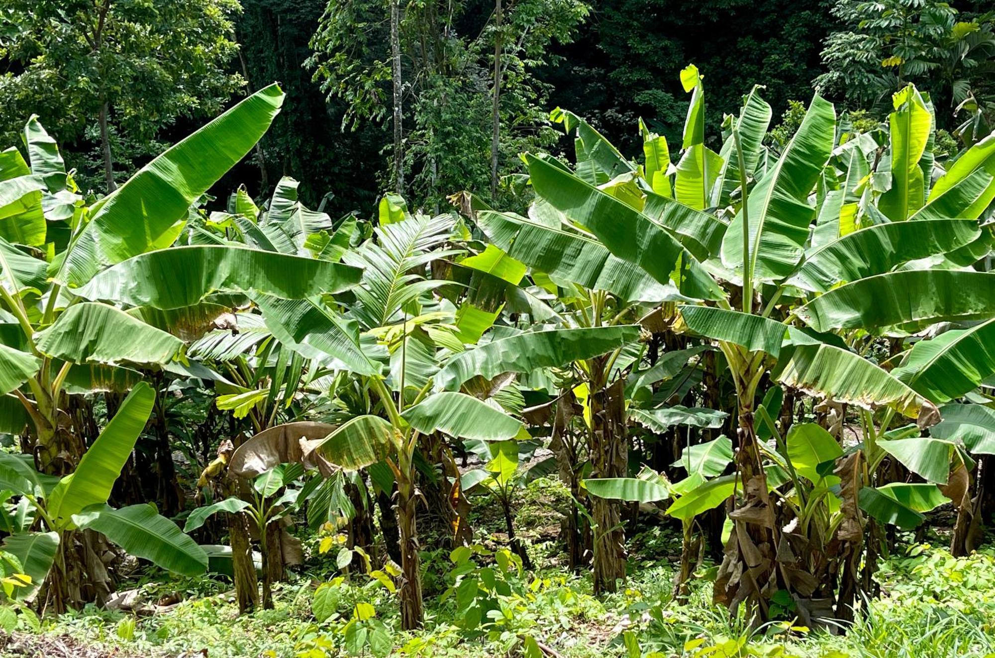 Eden Jungle Lodge Bocas del Toro Exteriér fotografie